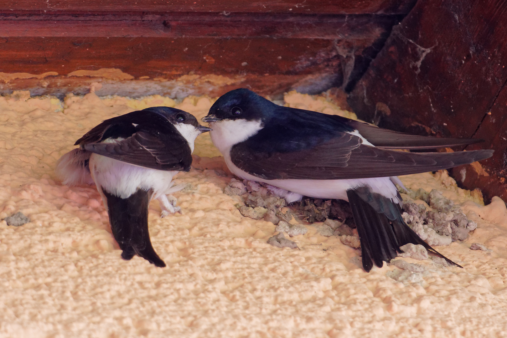 Mehlschwalben  _beim Nestbau