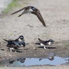 Mehlschwalben holen Nestbaumaterial