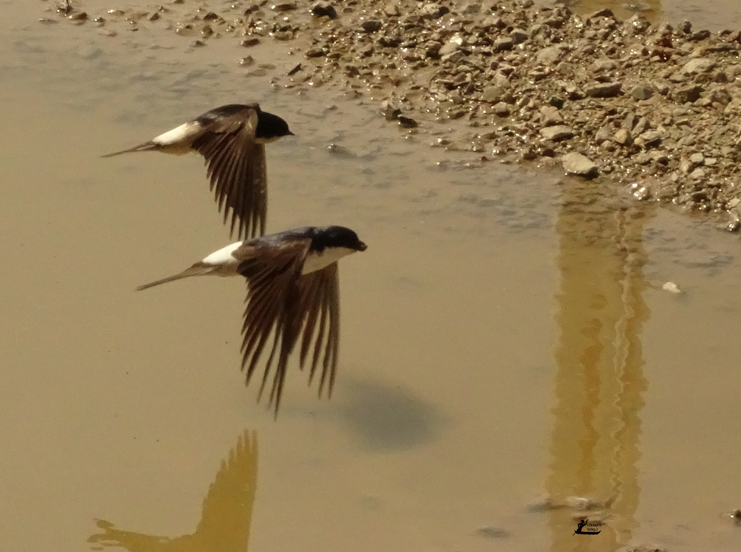 Mehlschwalben im Flug