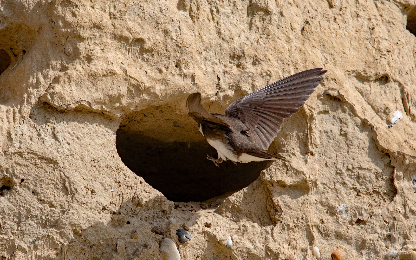 Mehlschwalbenanflug in die Lösswand