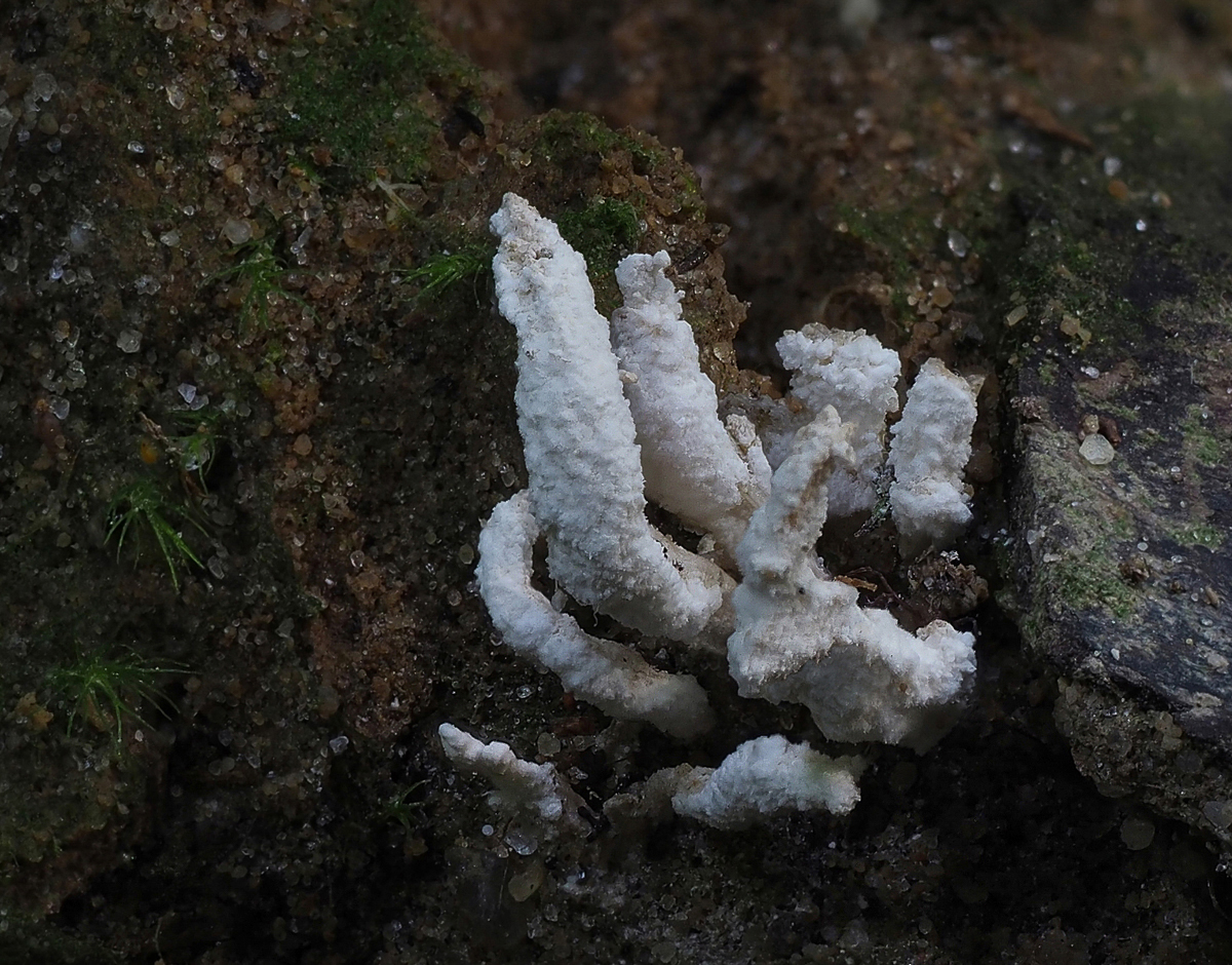 Mehlstaubkeulchen (isaria farinosa)