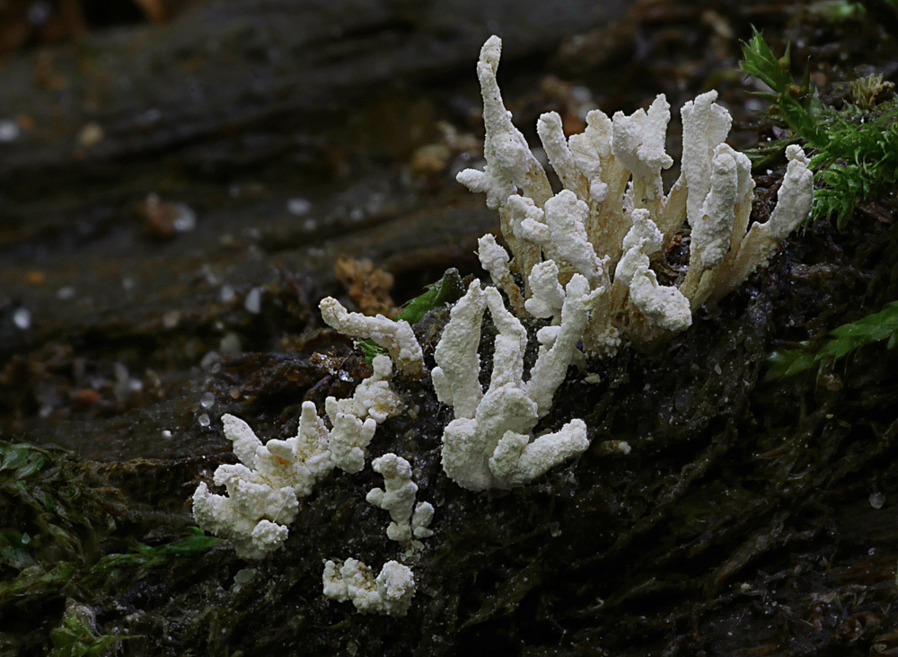 Mehlstaubkeulchen oder Isaria farinosa