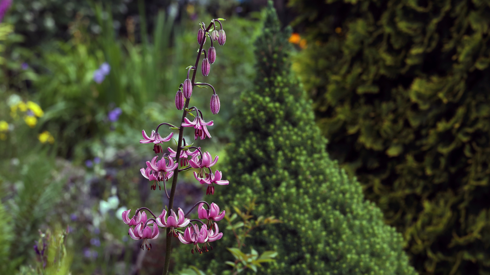 mehr als 20 Blüten.jpg2