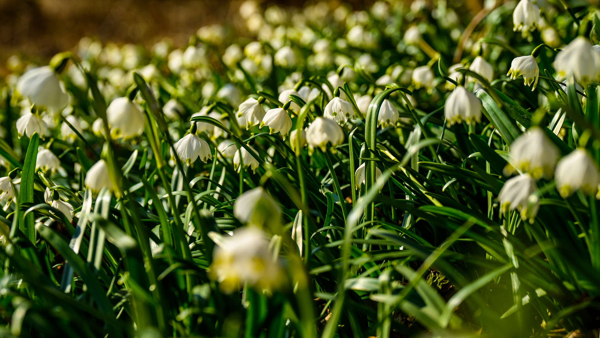 Mehr als nur ein Blümchen - Plus qu'une seule fleurette