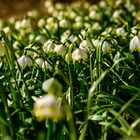 Mehr als nur ein Blümchen - Plus qu'une seule fleurette