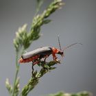 mehr aus der elfenwelt