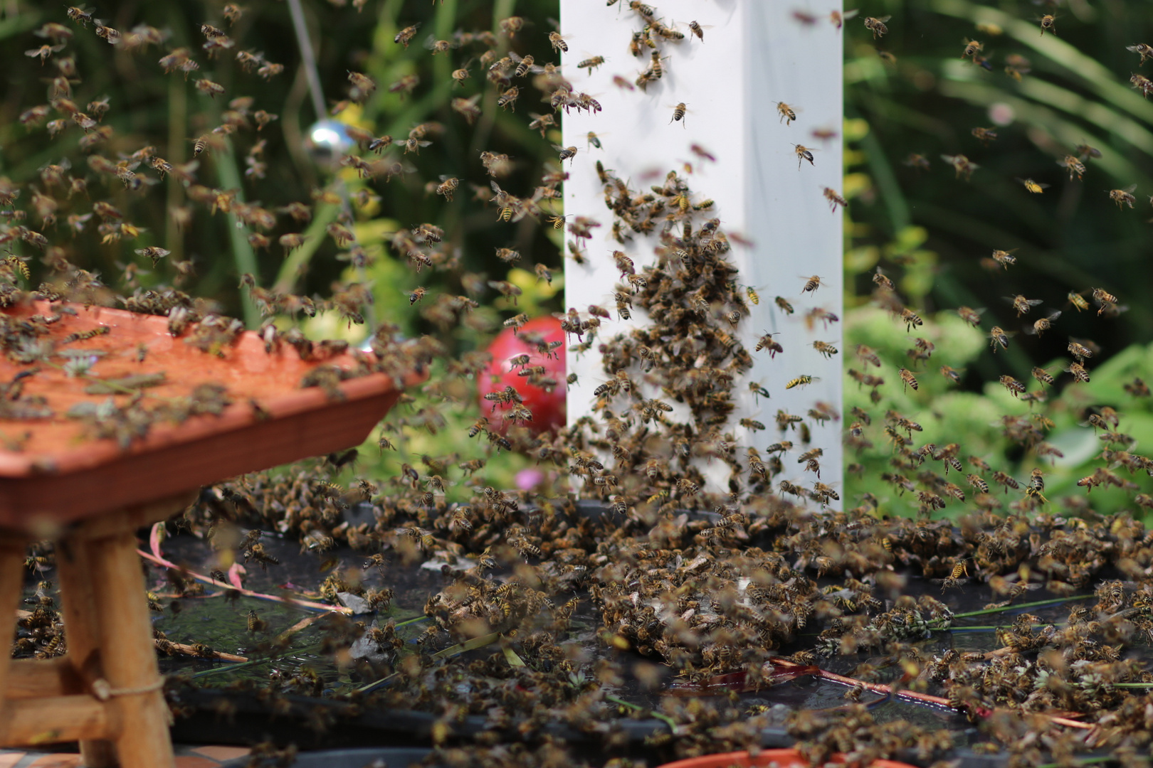 Mehr Bienen kann ich mir nicht vorstellen