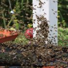 Mehr Bienen kann ich mir nicht vorstellen