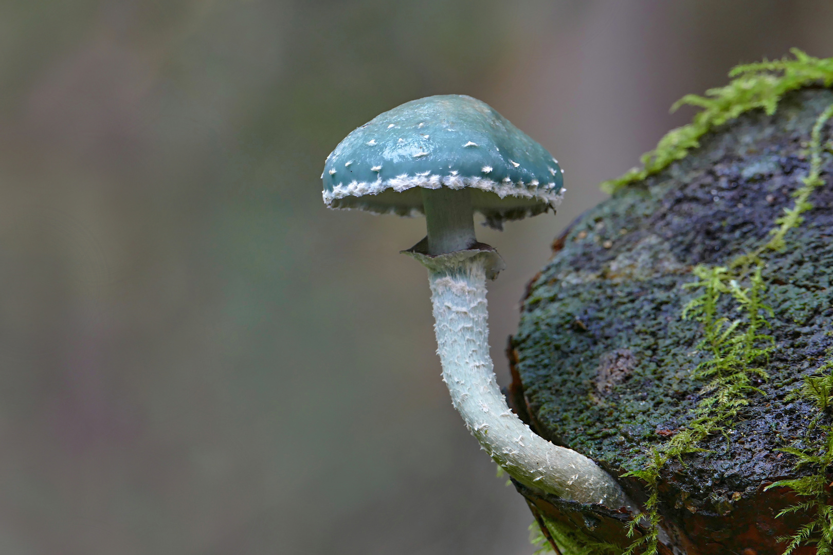 Mehr blau als grün