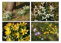 Mehr Blüten: Bütenmeer