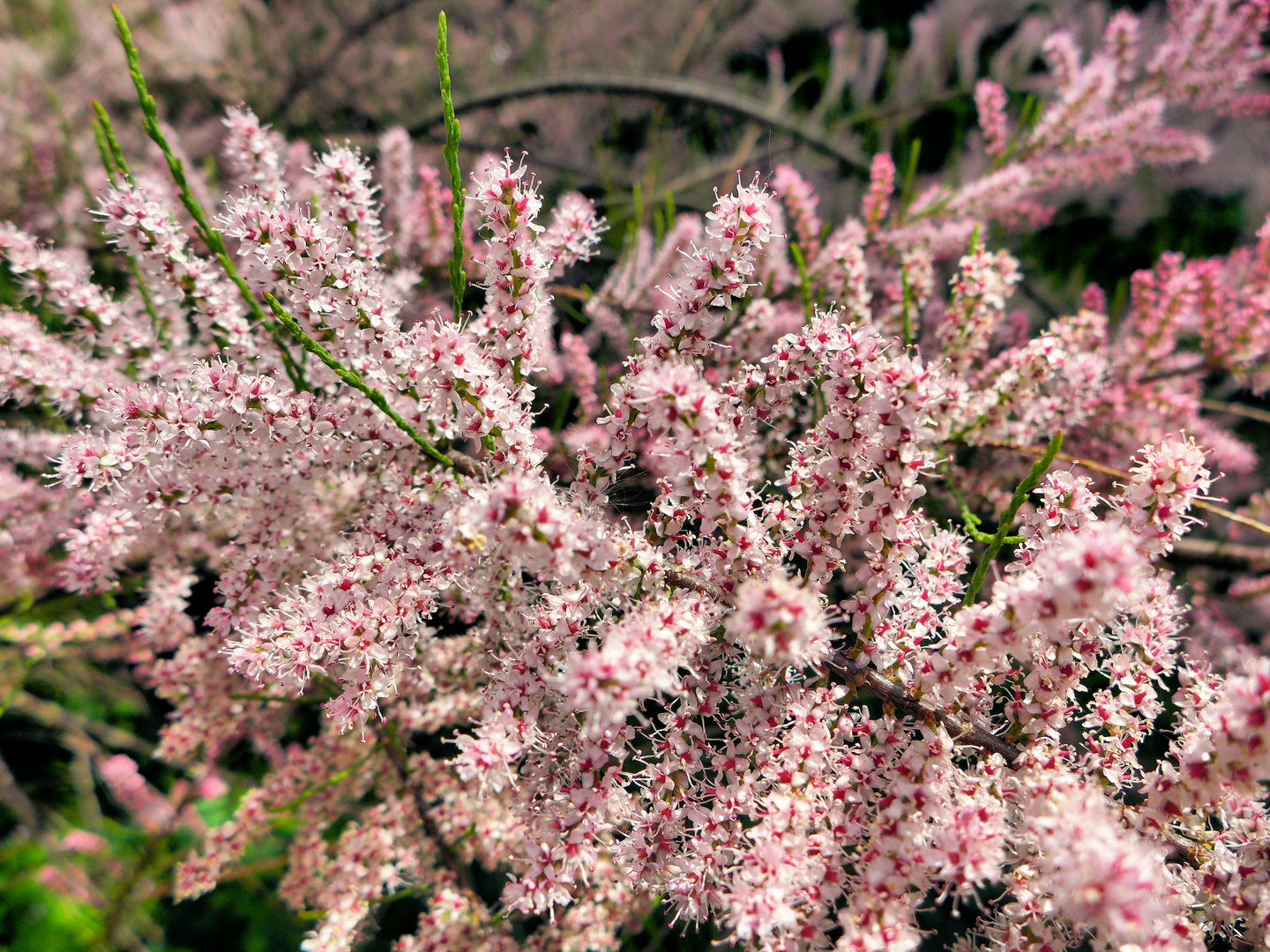 Mehr Blüten gehen nicht