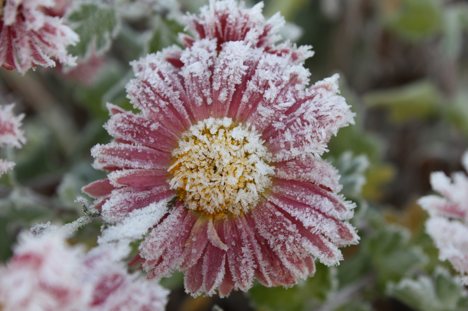 mehr Blüten im Eis