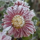 mehr Blüten im Eis