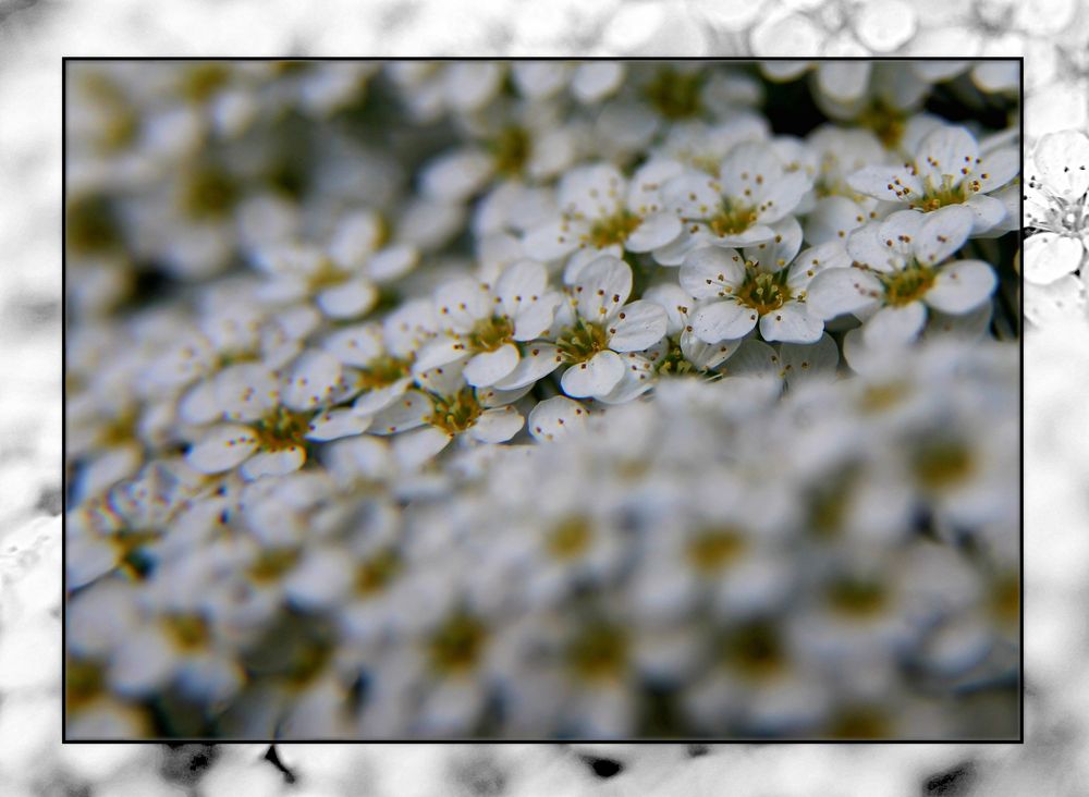 Mehr Blüten oder Blütenmeer