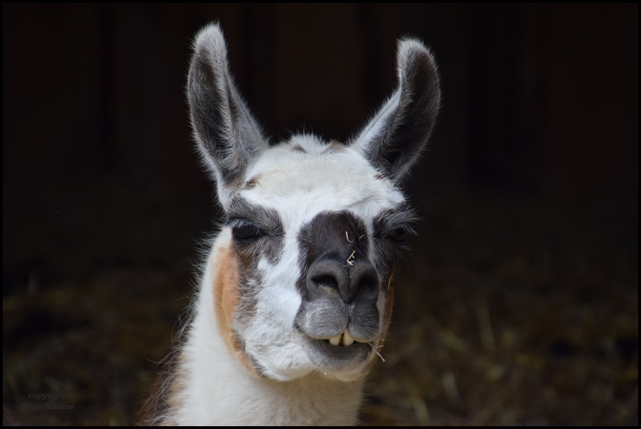 Mehr Drama ...LAMA !!!!