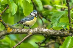 "Mehr Drecksspatz als Blaumeise"