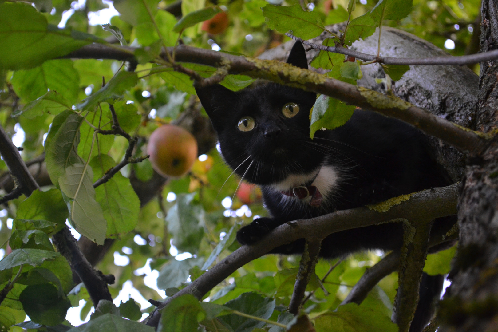 mehr ein Eichhörnchen statt einer Katze ;)