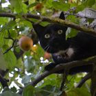 mehr ein Eichhörnchen statt einer Katze ;)