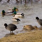 Mehr Enten am Boisdorer See