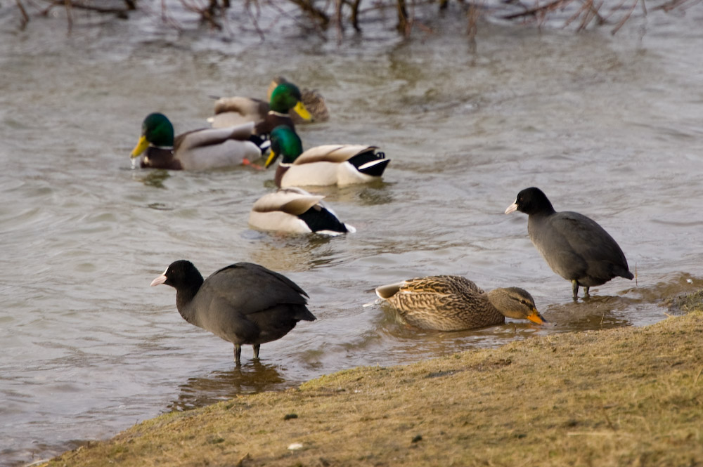 Mehr Enten am Boisdorer See