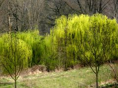 mehr Farben im Frühling....