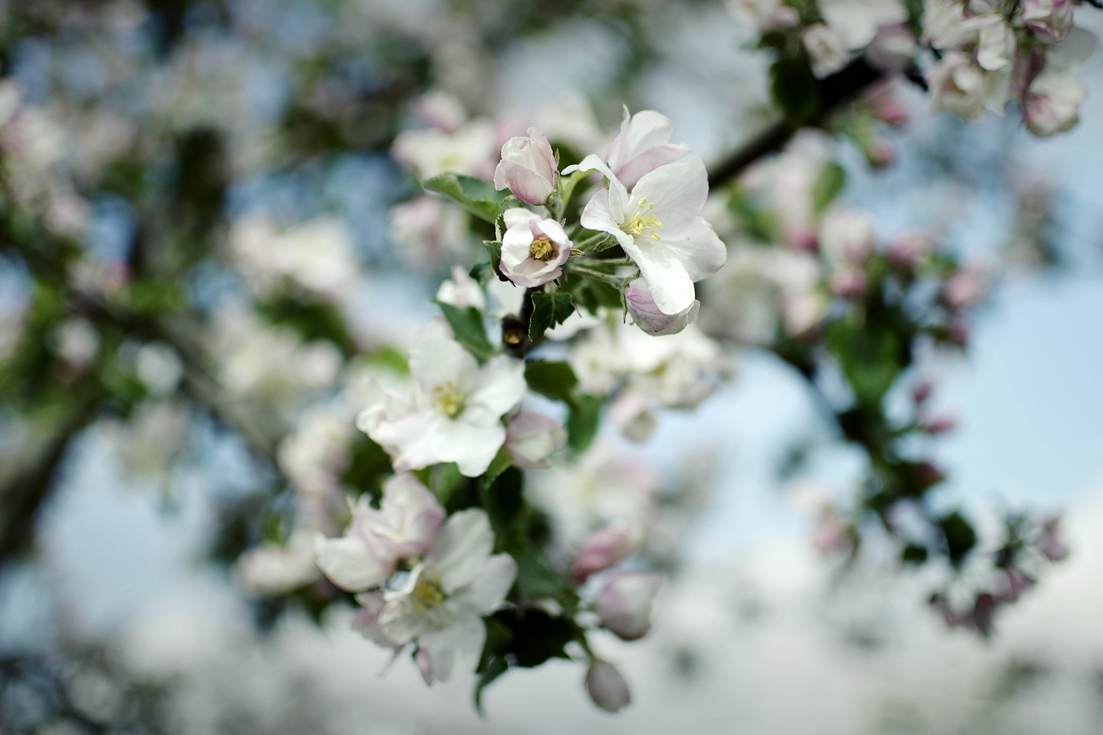 Mehr Frühling