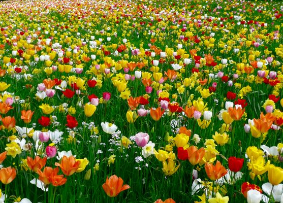 Mehr Frühling geht nicht 