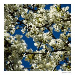 Mehr Frühling geht nicht...