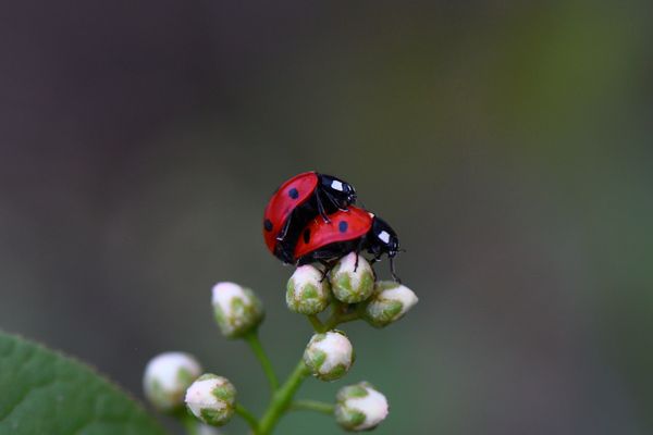 Mehr Glück geht nicht !