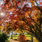 Mehr Herbst geht nicht!