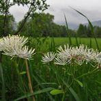 mehr (im Hintergrund ein Niedermoor)