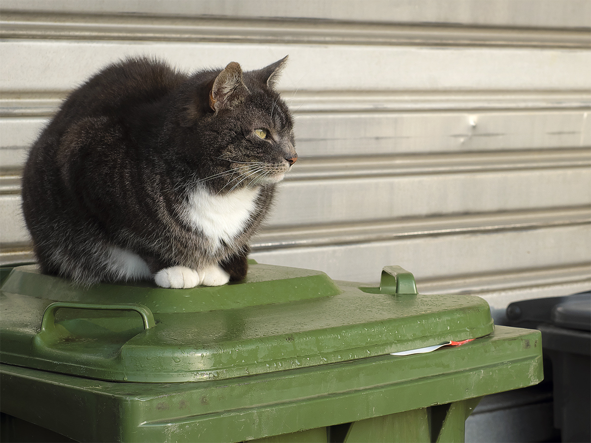 mehr Katze, weniger Tonnen