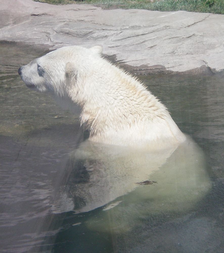 mehr " Knut "