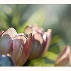 mehr Licht als Tulpen