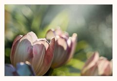 mehr Licht als Tulpen