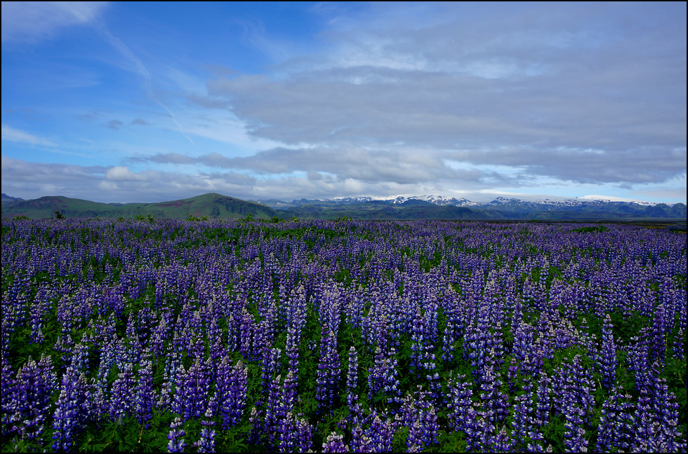 mehr Lupinen