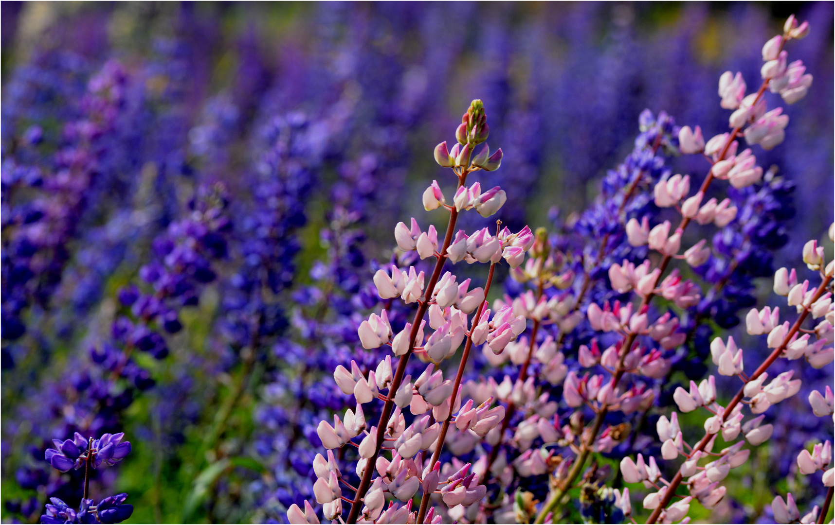 Mehr Lupinien