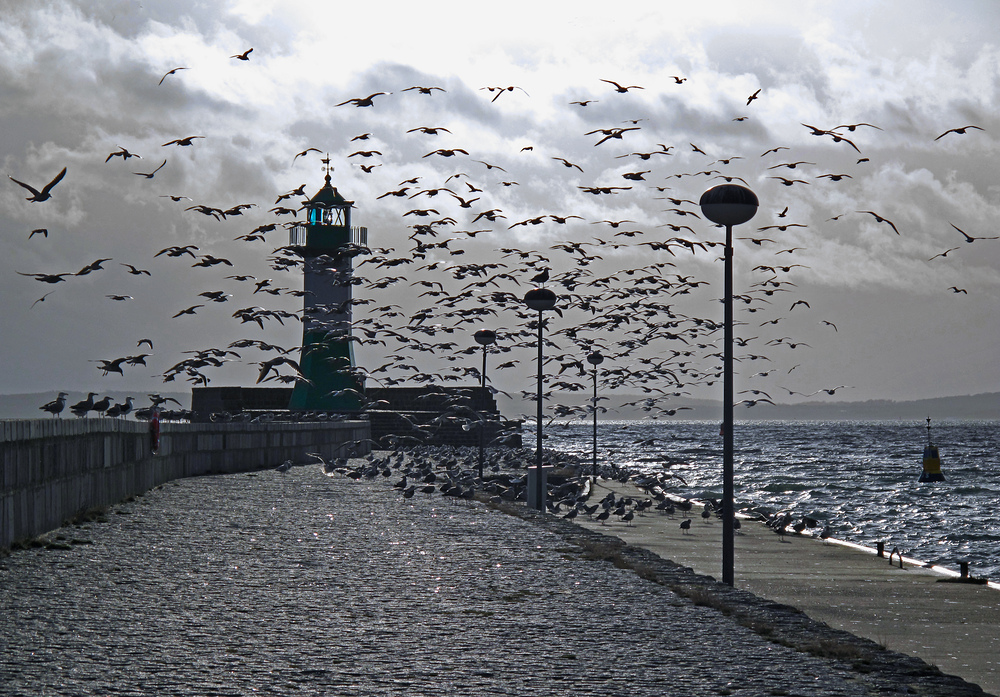 Mehr Möwen am Leuchtturm