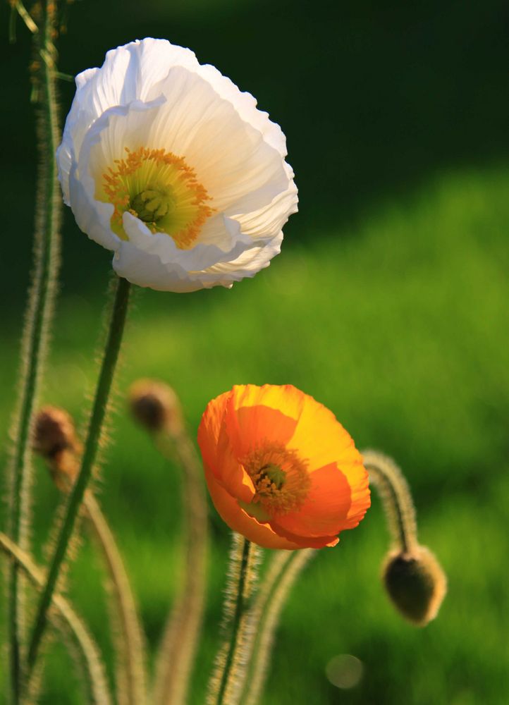 ~ mehr mohn ~