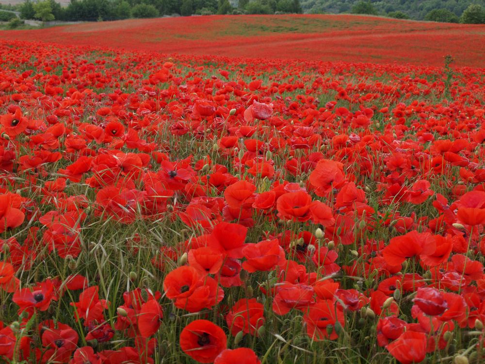 Mehr Mohn