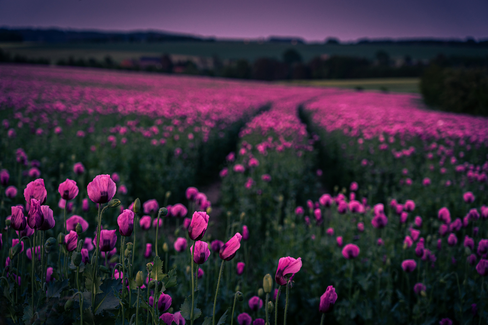 Mehr Mohn