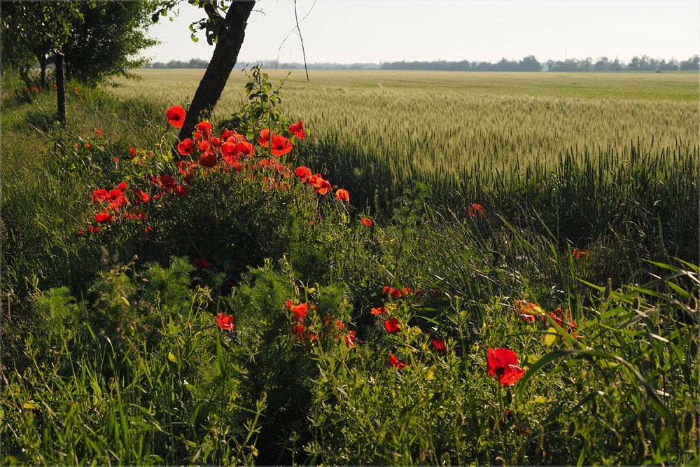 mehr mohn...