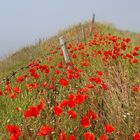 Mehr Mohn