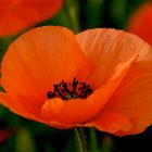 Mehr Mohn