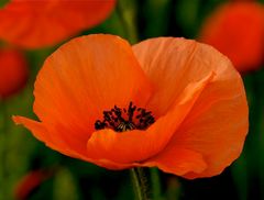 Mehr Mohn