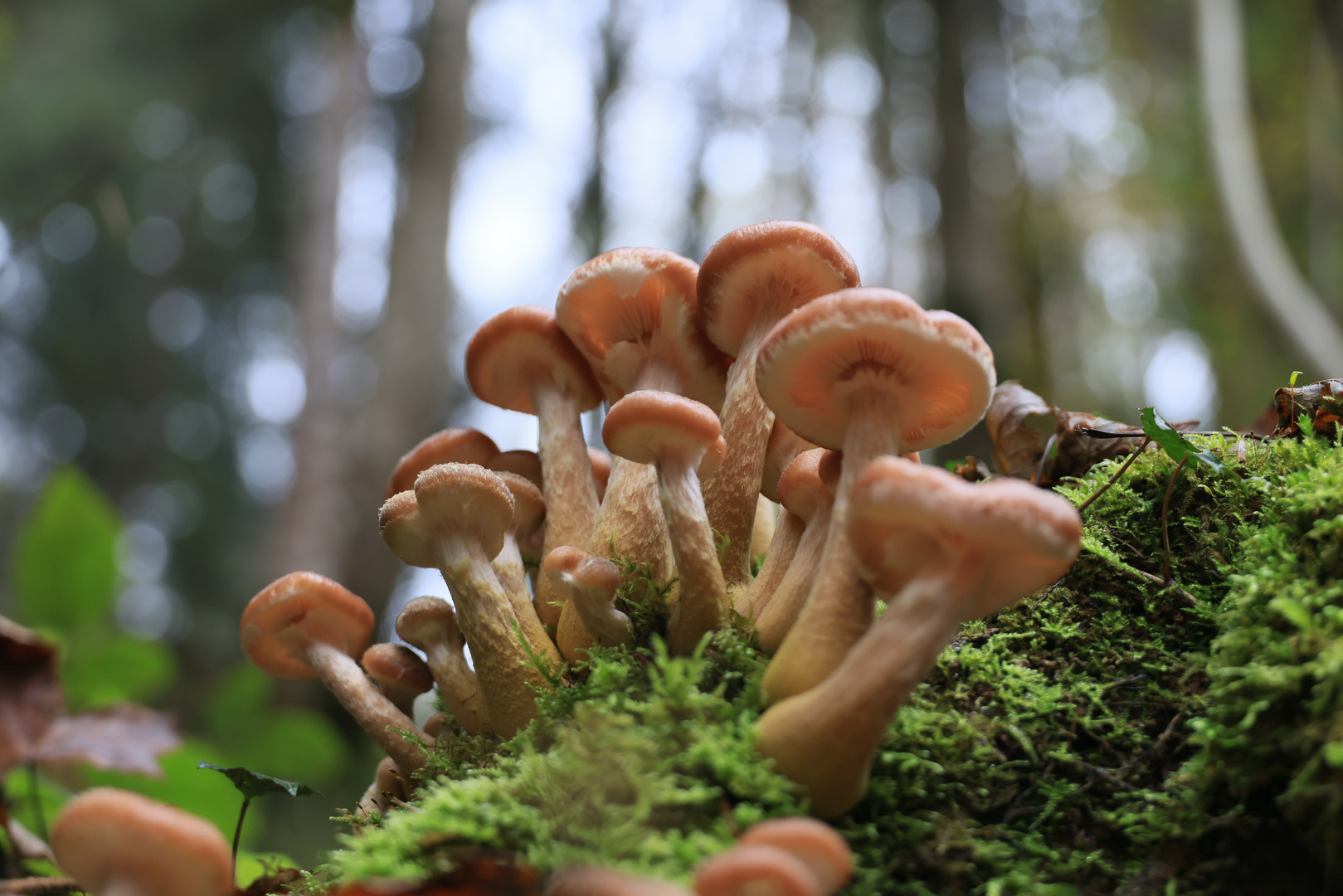 mehr Pilze als Bäume