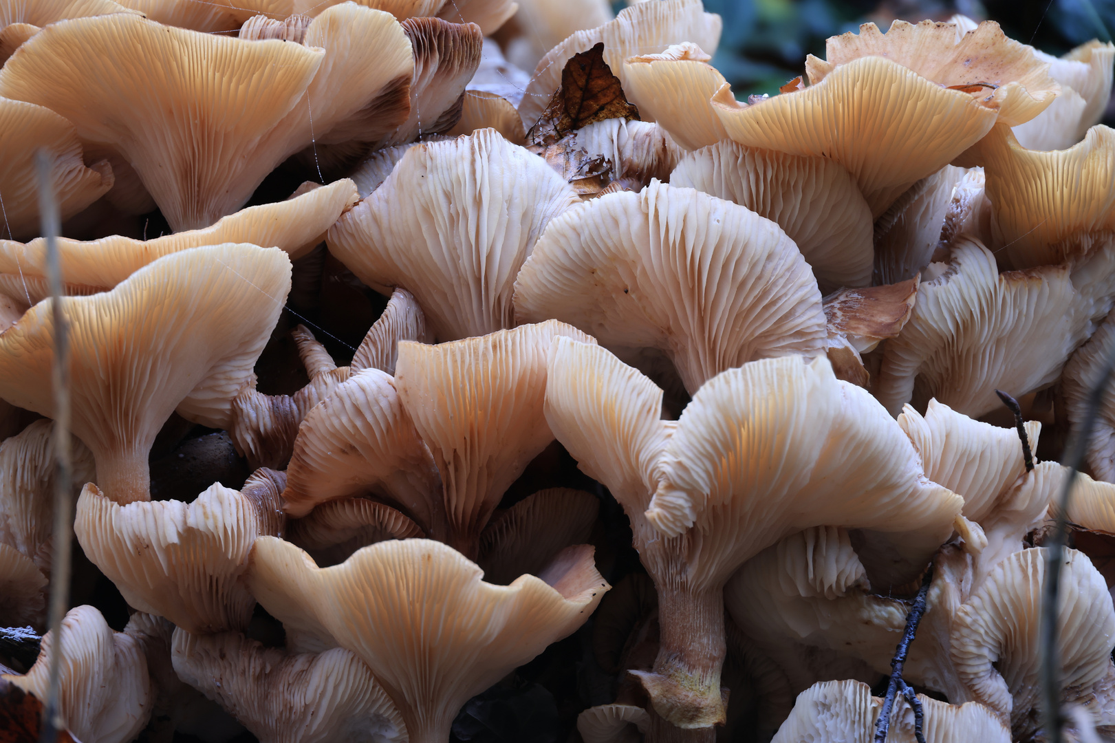 mehr Pilze als Bäume