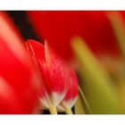 Mehr Rot X: Sag's durch die Tulpe