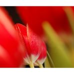 Mehr Rot X: Sag's durch die Tulpe