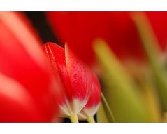 Mehr Rot X: Sag's durch die Tulpe